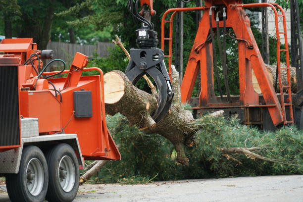 Trusted Fordyce, AR Tree Service Experts